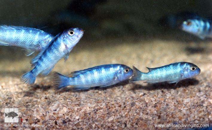 Chindongo sp. 'demasoni mozambique'